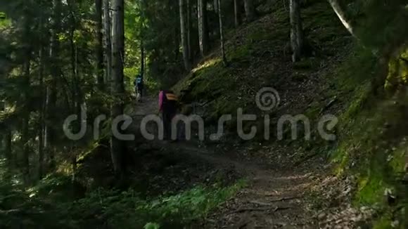 在夏天的清晨背着背包的游客爬上森林小径普霍迪尼基穿过森林小径视频的预览图