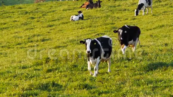 两头奶牛走向镜头视频的预览图