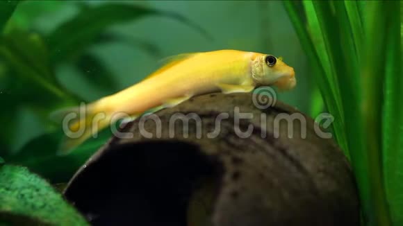 橘黄色淡水半透明的鱼以金黄色为主的雌性栖息在椰子壳上视频的预览图