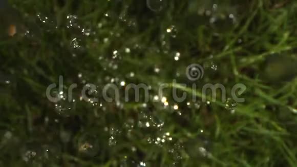 在幻影和老瓦的慢动作镜头下降落在草地上的雨滴的俯视图视频的预览图