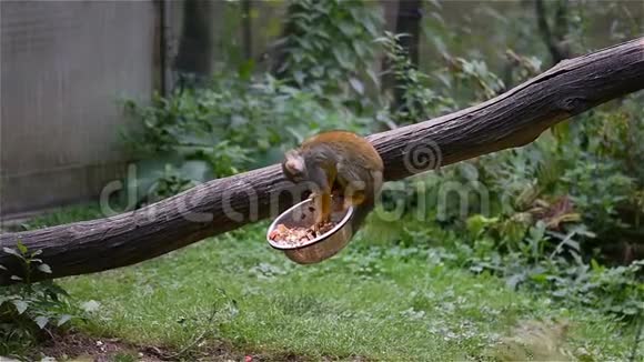 小猴子拉丁名Saimirisciureus正在木树干上吃饭生活在南美洲地区的可爱猴子视频的预览图