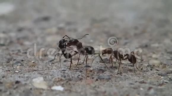 三只蚂蚁视频的预览图