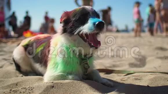 多种颜色的狗坐在海滩上视频的预览图