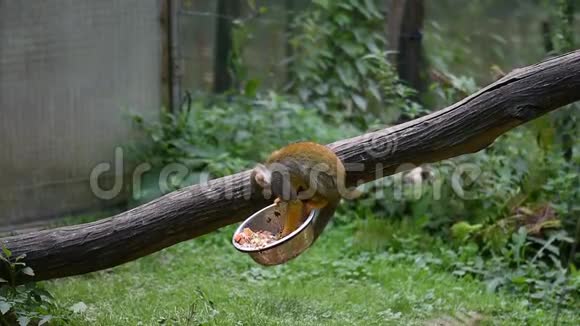 小猴子拉丁名Saimirisciureus正在木树干上吃饭生活在南美洲地区的可爱猴子视频的预览图