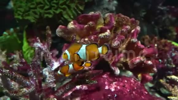 小丑鱼在珊瑚之间游泳海洋生物视频的预览图