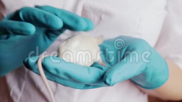 一位戴着蓝色橡胶手套的科学家饲养了一只白色白化病实验室老鼠视频的预览图