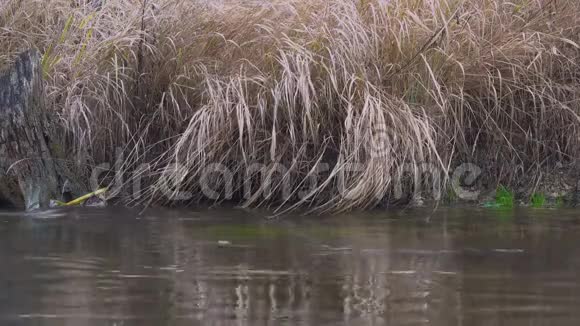 干草随风在河中的一个岛上飞舞视频的预览图