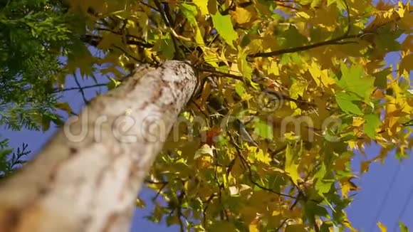 在阳光明媚的秋天蓝蓝无边的天空背景下的一棵美丽的黄绿色树视频的预览图