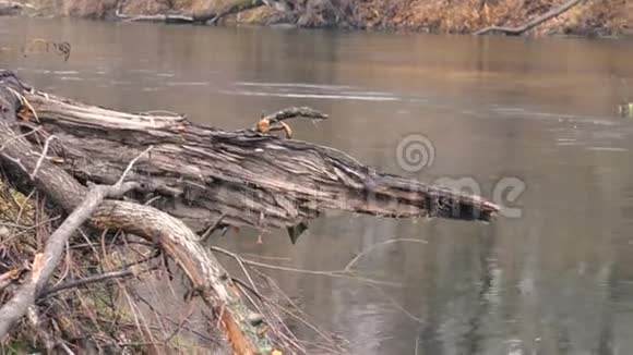 干草随风在河中的一个岛上飞舞视频的预览图