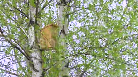 公园里桦树上的木制鸟舍特写选择性聚焦早春白桦林树上的鸟舍视频的预览图