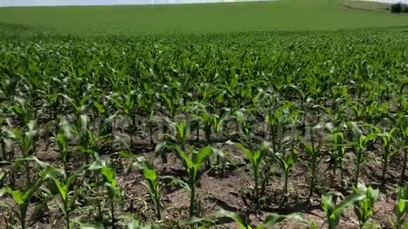 生长幼玉米的田地绿色农业景观视频的预览图