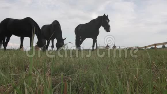 从下面看到优雅的纯种马在草地上放牧视频的预览图