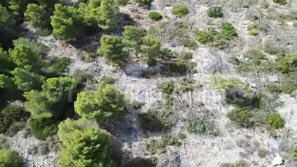 法国地中海乡村Alep松种植园的鸟瞰图视频的预览图