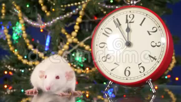 圣诞树背景上的时钟附近的小白鼠五分钟到河鼠新年文号视频的预览图