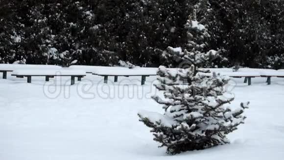 落雪时寂寞的小云杉矗立在冬季公园里视频的预览图