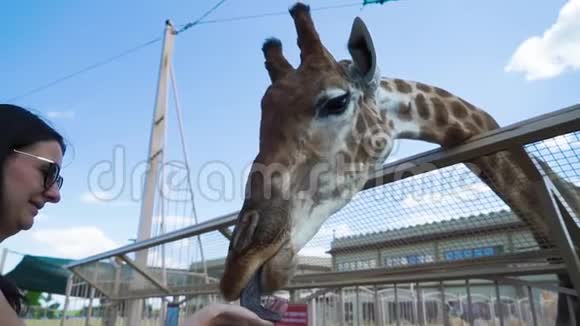 女人在接触动物园喂长颈鹿视频的预览图