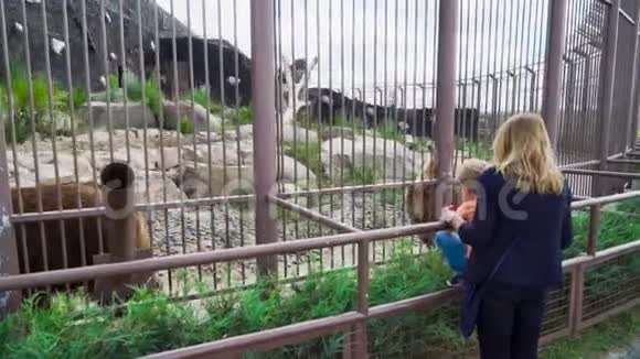 母亲和儿子在动物园和熊在笼子附近视频的预览图