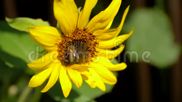 蜜蜂在向日葵花粉上视频的预览图