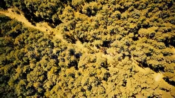 秋天夏天的欧洲森林树木视频的预览图