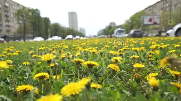 春天在莫斯科列宁斯基大街上生长着许多黄色的蒲公英视频的预览图