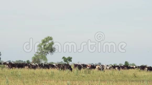 奶牛在风景如画的草地上觅食田野上有一片罕见的树木视频的预览图