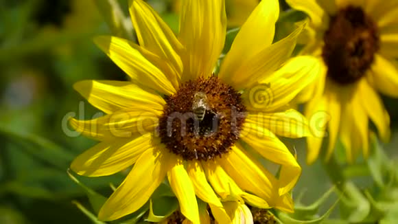 蜜蜂在向日葵花粉上视频的预览图