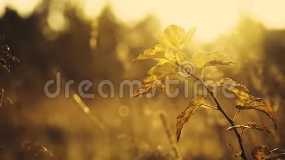 近景野生草原通过灌木和草枝在阳光闪烁视频的预览图