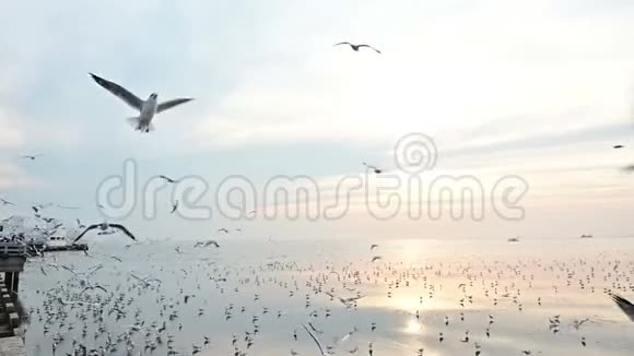 许多飞翔的海鸥在空中捕捉食物的慢动作视频的预览图