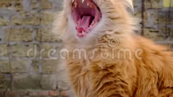 毛茸茸的红猫在街上打哈欠画像视频的预览图