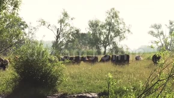 在阳光明媚的夏日一片绿色的草地上放牧着成群的奶牛视频的预览图
