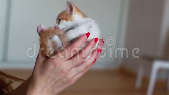 在女人手里合上可爱小猫视频的预览图