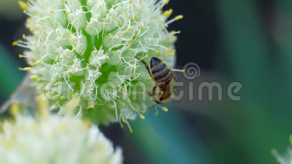 蜜蜂采花花粉的宏观视频的预览图