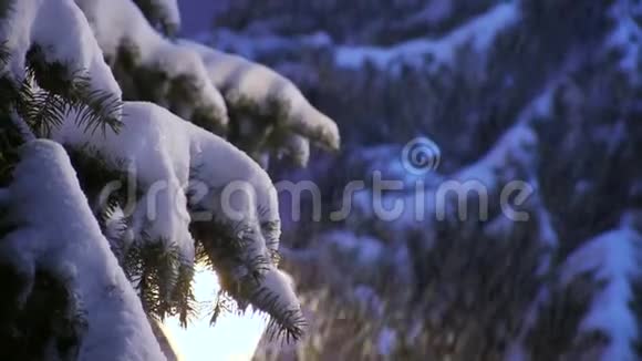 白雪皑皑的枞树上从深冬的天空降下的雪视频的预览图