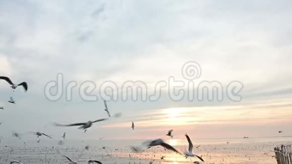 许多海鸥在日落背景下非常接近镜头时缓慢飞行视频的预览图