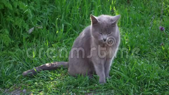 可爱的灰猫骄傲地独自坐在草地上视频的预览图