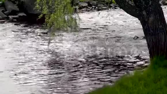 柳树把树枝弯在一条河上视频的预览图
