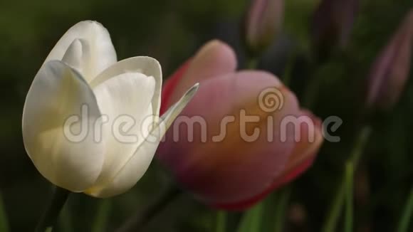白色和紫色的郁金香和未发现的花芽视频的预览图