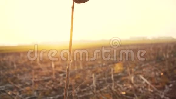 田间农业中的一朵破碎的向日葵风和日丽的夏日视频的预览图
