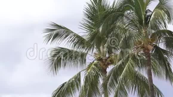 夏威夷瓦胡岛风中棕榈树视频的预览图
