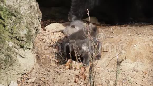 三只熊宝宝和妈妈在后台视频的预览图