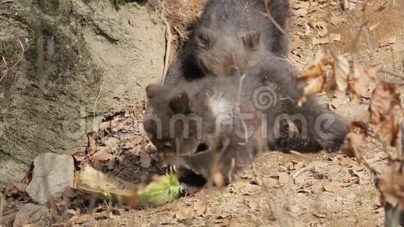 两只小熊在玩一块食物视频的预览图