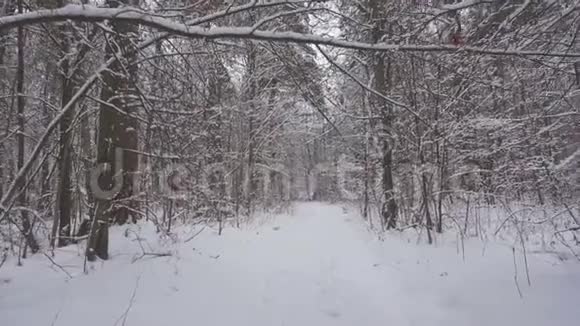 漫步在美丽的冬林中带着清新的雪视频的预览图