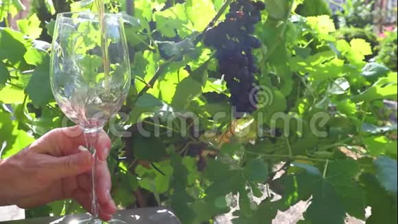 玫瑰酒可以在葡萄园的背景下倒入玻璃杯中视频的预览图