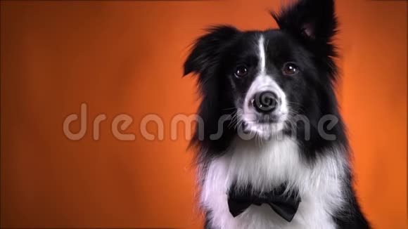 一只可爱的狗伸出耳朵和一个小蝴蝶结慢动作视频的预览图