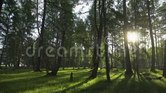 在野生森林里的阳光之夜摄像机的移动4K视频的预览图