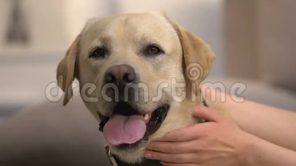 女狗主人抚摸友好可爱的拉布拉多项圈特写家养动物视频的预览图