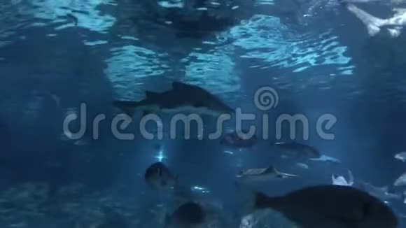 西班牙巴塞罗那水族馆里的雷鲨鱼和其他几种鱼视频的预览图