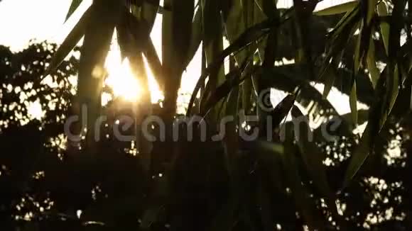 阳光透过竹叶照射视频的预览图