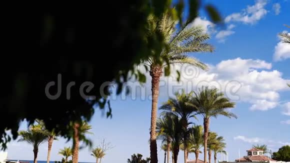 阳光透过棕榈叶照射蓝天在炎热的国家阳光明媚的日子里奇异的树木棕榈树映衬着蓝天视频的预览图