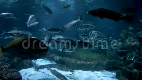 西班牙巴塞罗那水族馆里的雷鲨鱼和其他几种鱼视频的预览图